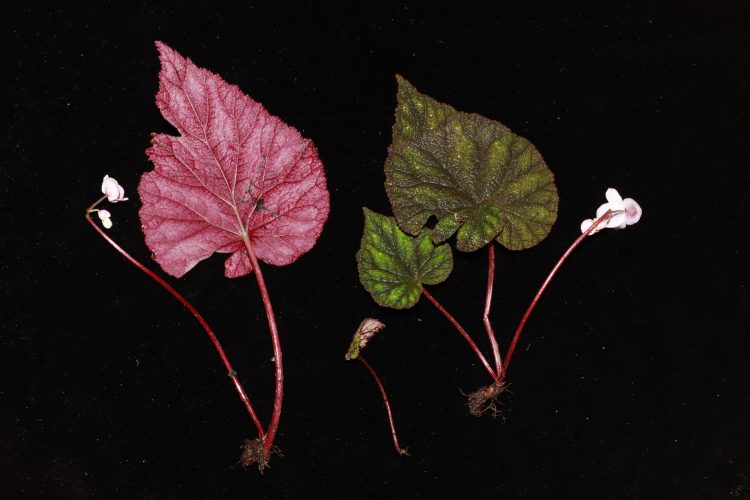 Giám định tên khoa học cây thuốc Giám định tên khoa học cây thuốc