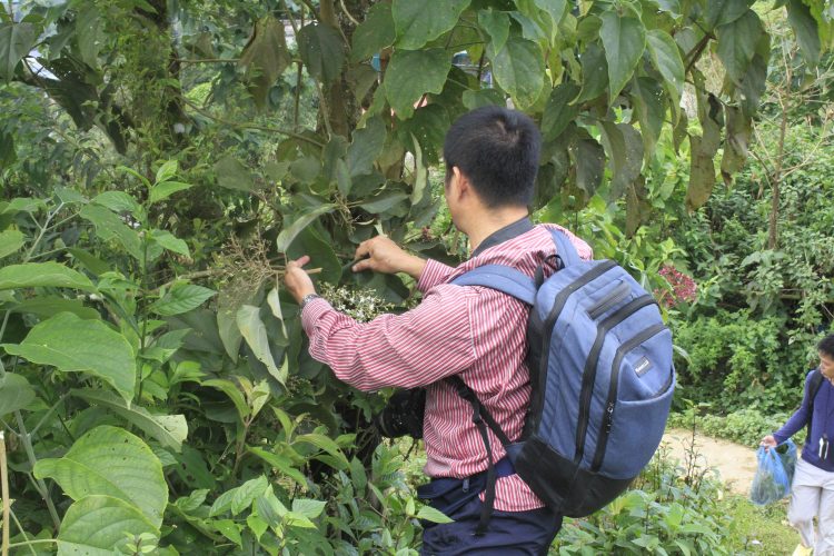 Cung cấp thông tin cây thuốc Việt Nam được chuẩn hóa Cung cấp thông tin cây thuốc Việt Nam được chuẩn hóa