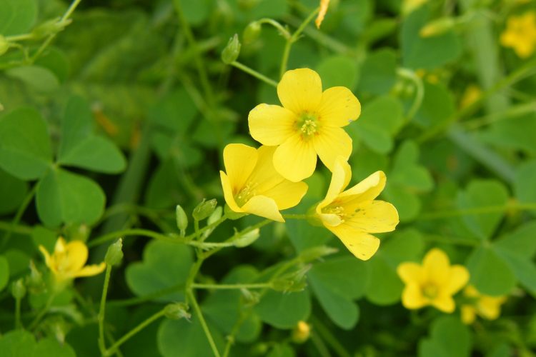 Chua me đất hoa vàng – nghiên cứu mới và tiềm năng