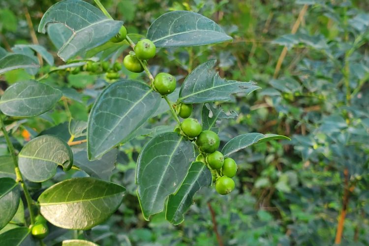 Bồ cu vẽ – tình hình nghiên cứu mới và giá trị tiềm năng làm thuốc