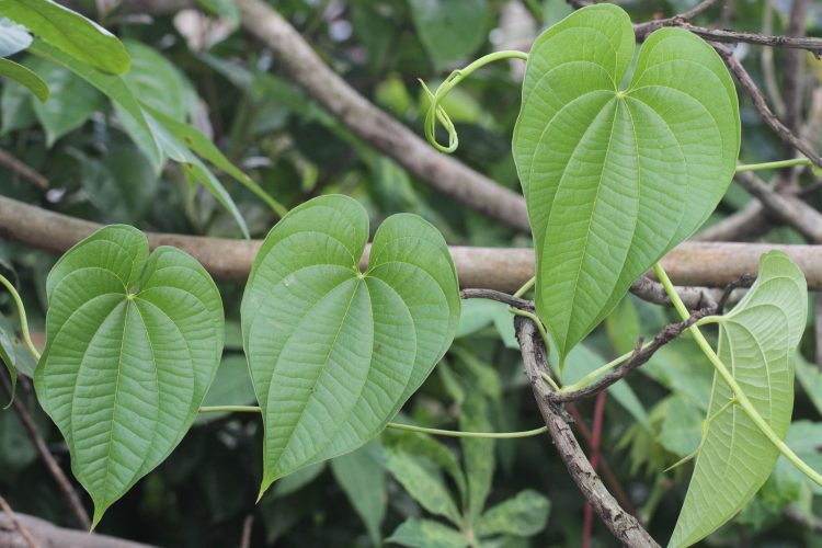 Khoai trời – tình hình nghiên cứu mới và giá trị tiềm năng