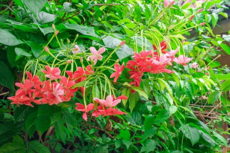 Dây giun – nghiên cứu mới và giá trị tiềm năng làm thuốc