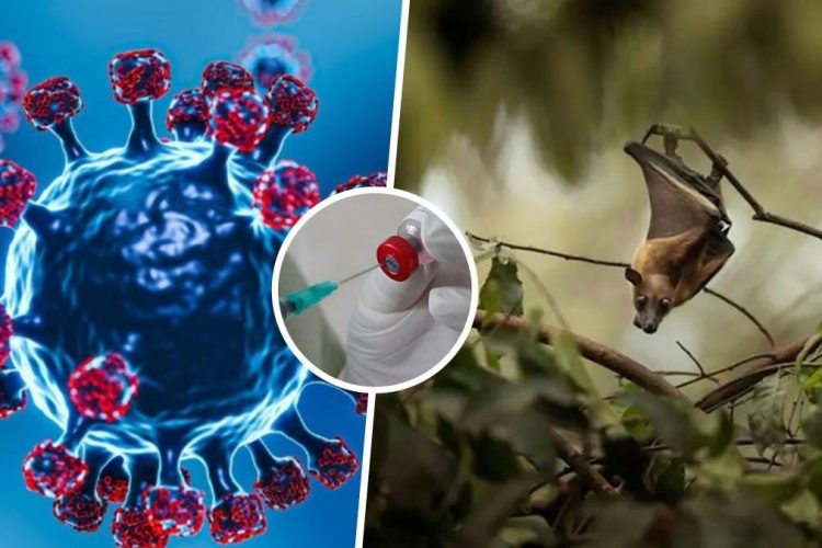Chế độ ăn uống, tập luyện và sinh hoạt hỗ trợ phòng ngừa bệnh do virus Nipah Chế độ ăn uống, tập luyện và sinh hoạt hỗ trợ phòng ngừa bệnh do virus Nipah