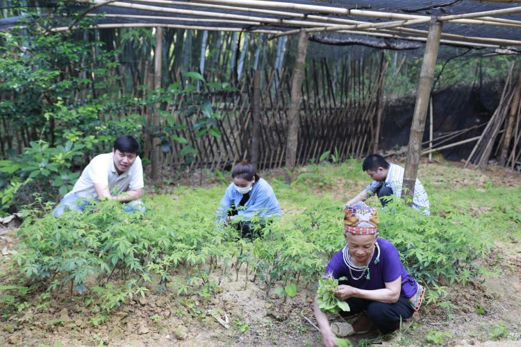 Người trồng cây thuốc và câu hỏi không ai trả lời rõ Người trồng cây thuốc và câu hỏi không ai trả lời rõ