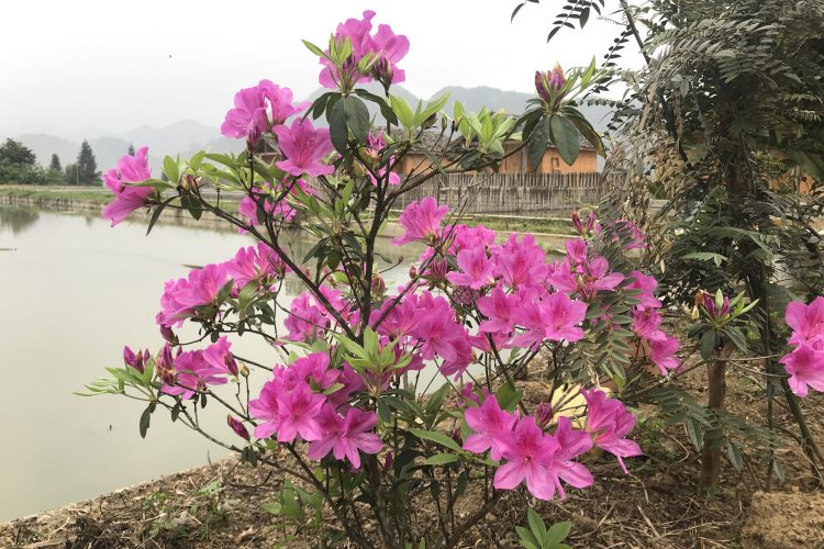Hà Nội cấm trồng 18 loài cây: Có những cây chẳng ai định trồng trên phố, sao cũng đưa vào danh sách cấm? Hà Nội cấm trồng 18 loài cây: Có những cây chẳng ai định trồng trên phố, sao cũng đưa vào danh sách cấm?
